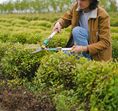 Jadegorse