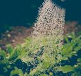 Jadegorse
