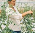Jadegorse