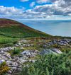 Jadegorse