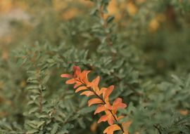 Jadegorse