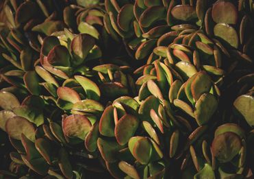 Jadegorse