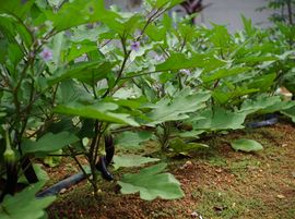 Jadegorse
