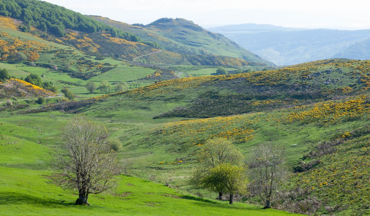 Jadegorse