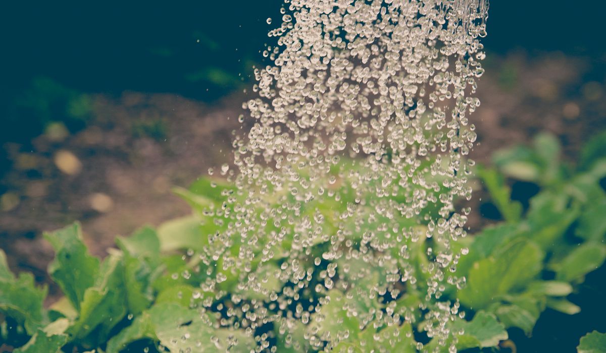 Jadegorse