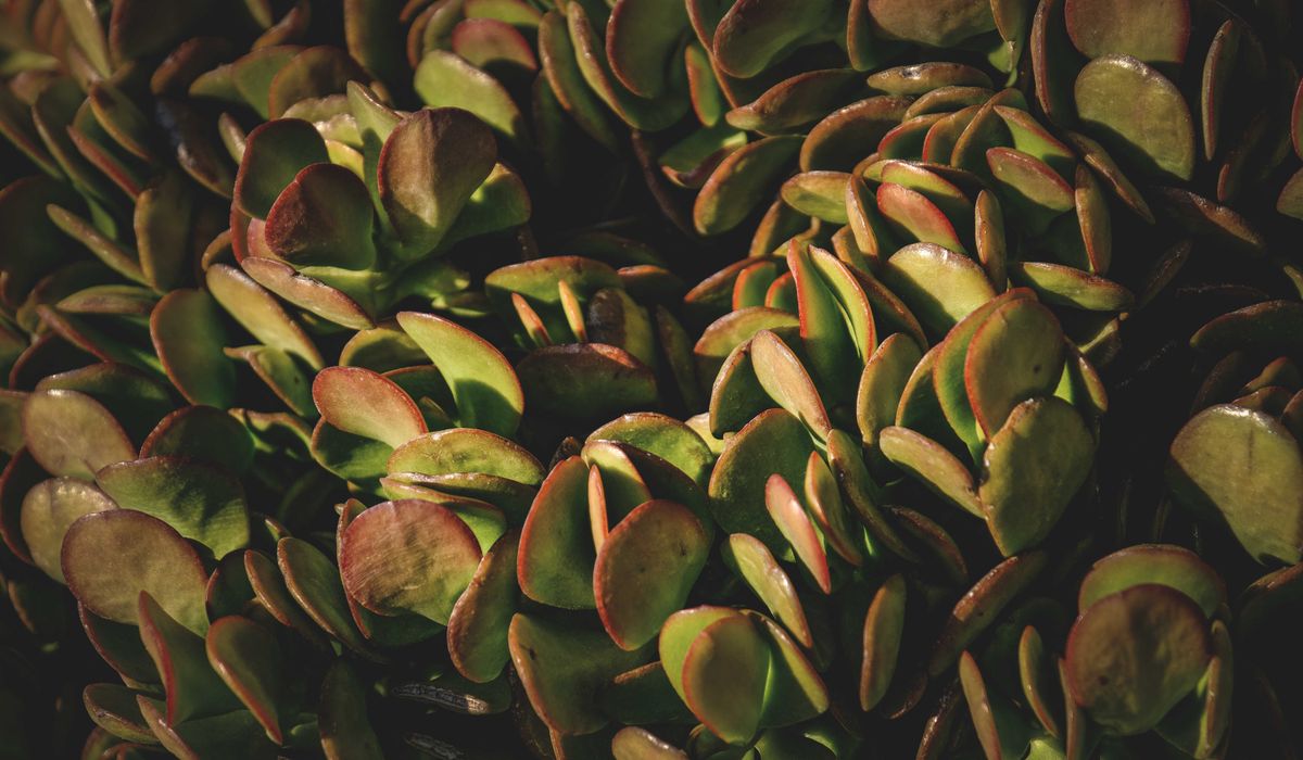 Jadegorse