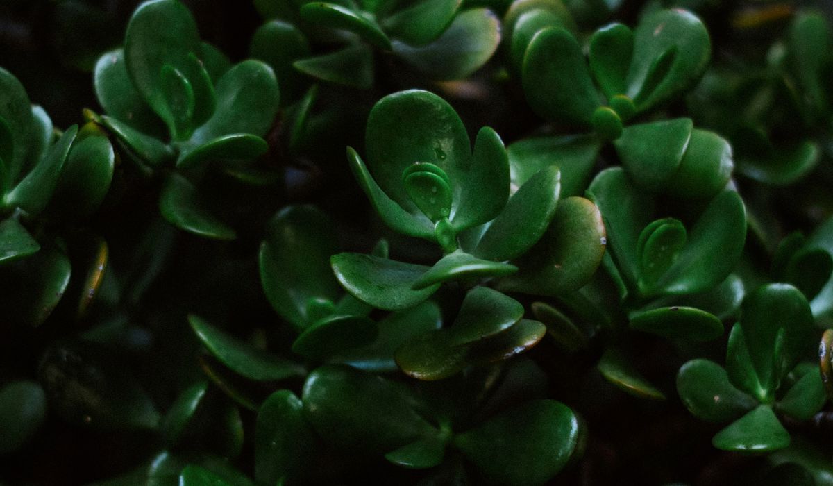 Jadegorse